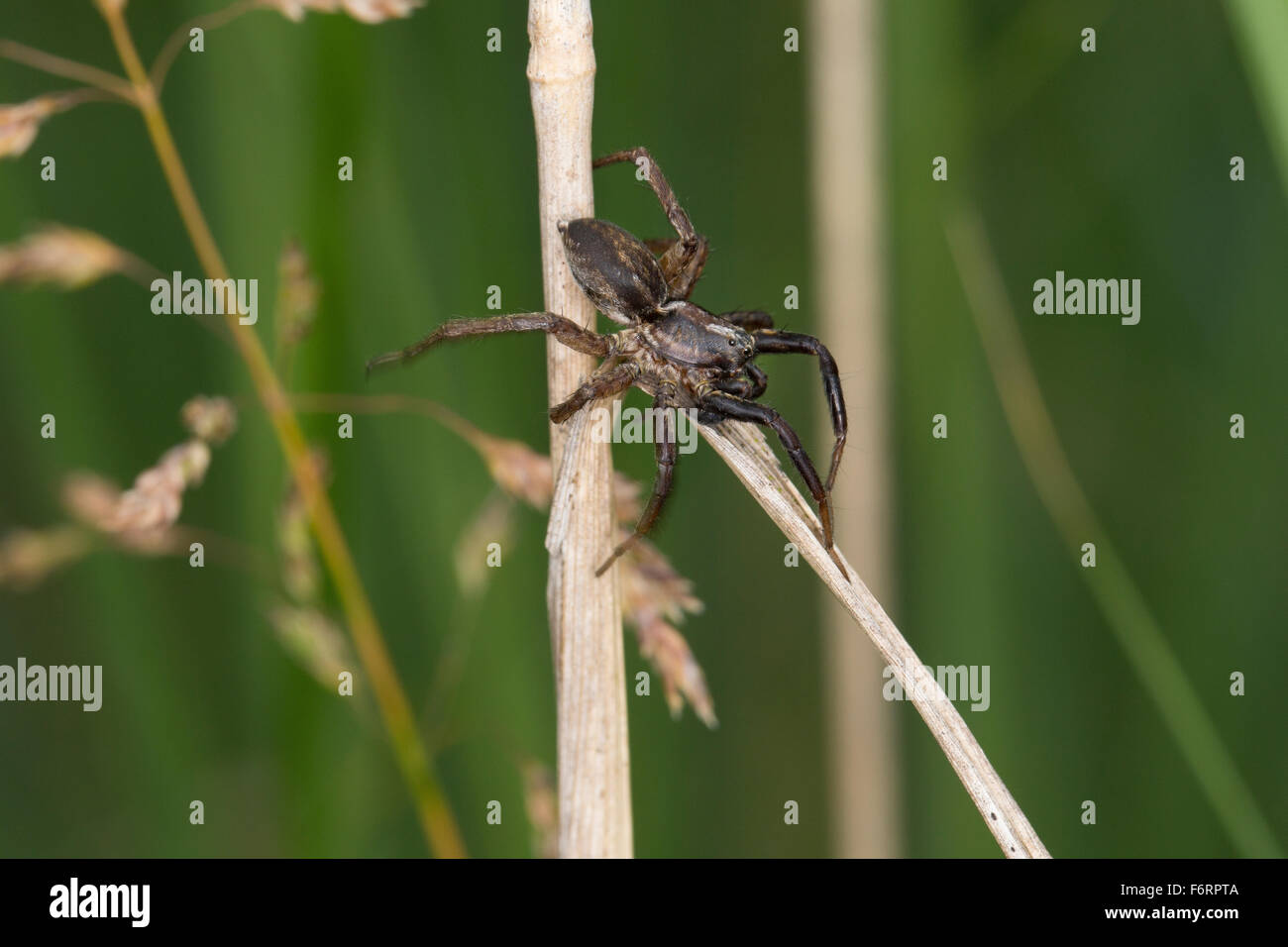 Wolf spider, lycoses, homme, Pantherspinne Panterspinne Wolfspinne,,, Männchen, Alopecosa spec., Lycosidae, Wolfspinnen Banque D'Images