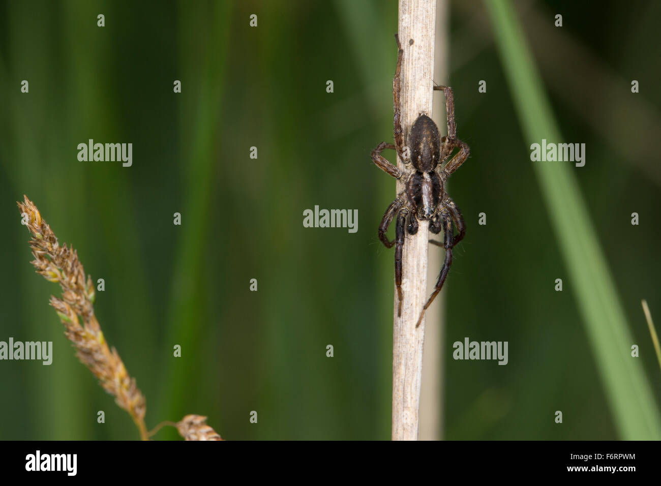 Wolf spider, lycoses, homme, Pantherspinne Panterspinne Wolfspinne,,, Männchen, Alopecosa spec., Lycosidae, Wolfspinnen Banque D'Images