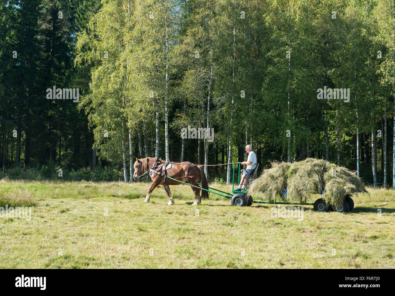 Fenaison Banque D'Images