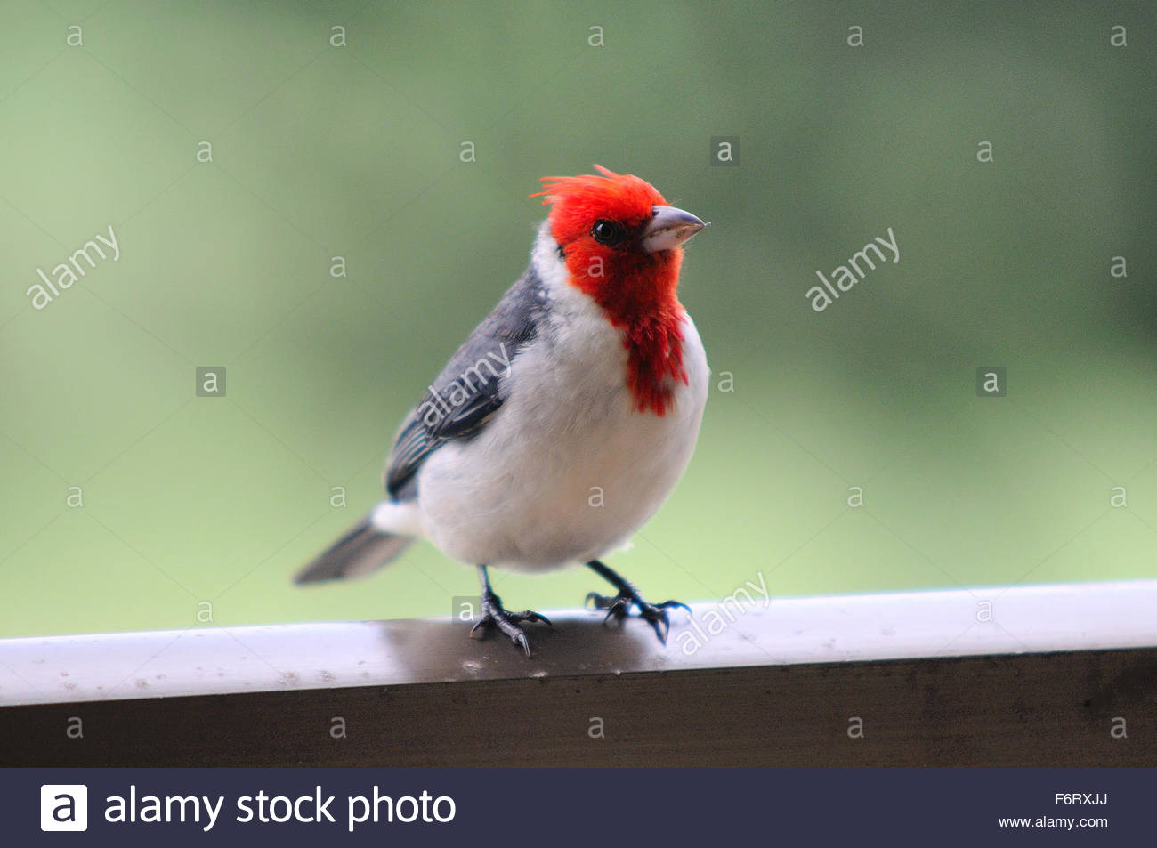 Cardinal Red Beak Bird Photos Cardinal Red Beak Bird