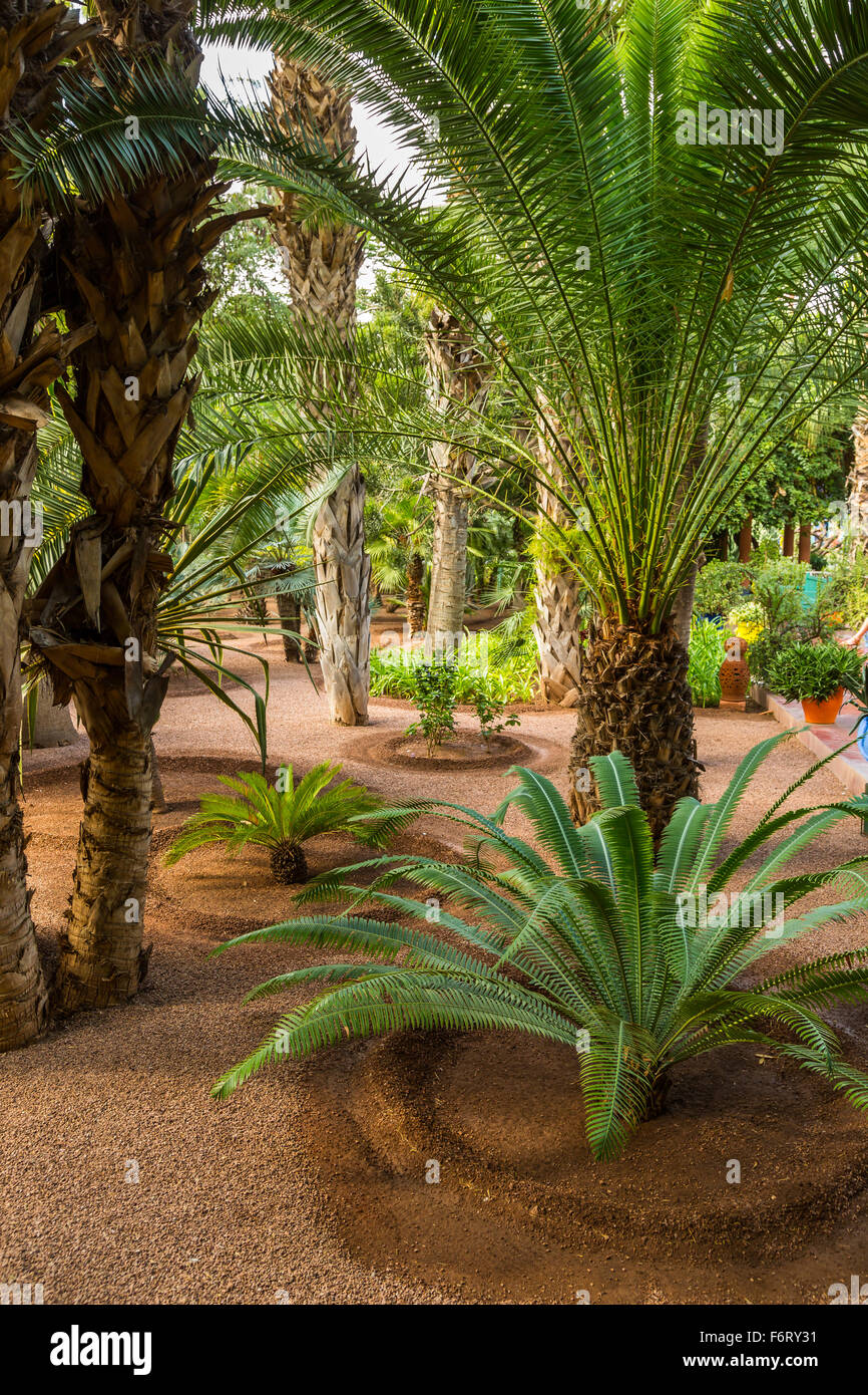 Jardin botanique Jardin Majorelle à Marrakech (Maroc) Banque D'Images