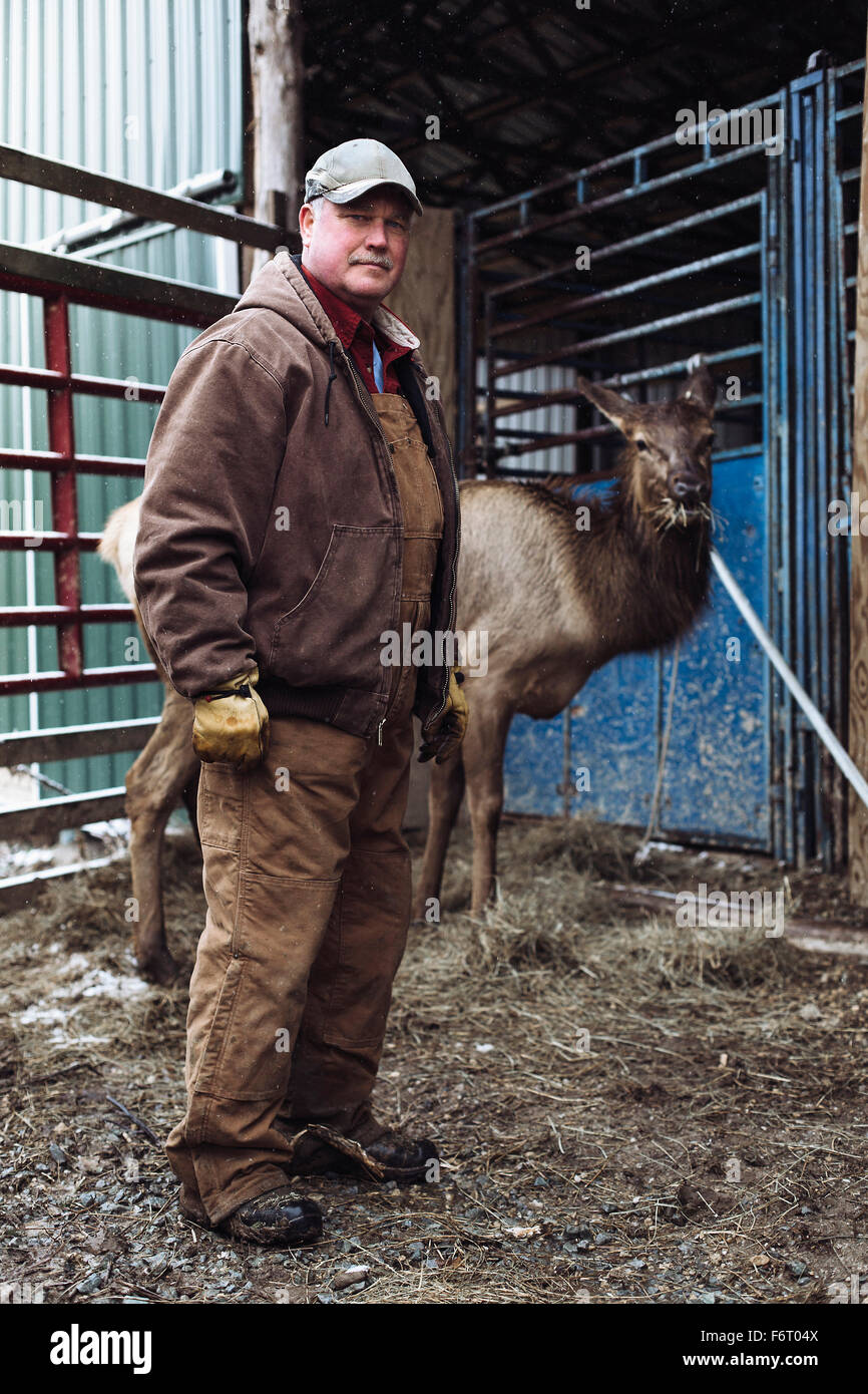 Caucasian farmer travaillant avec un wapiti en stable Banque D'Images