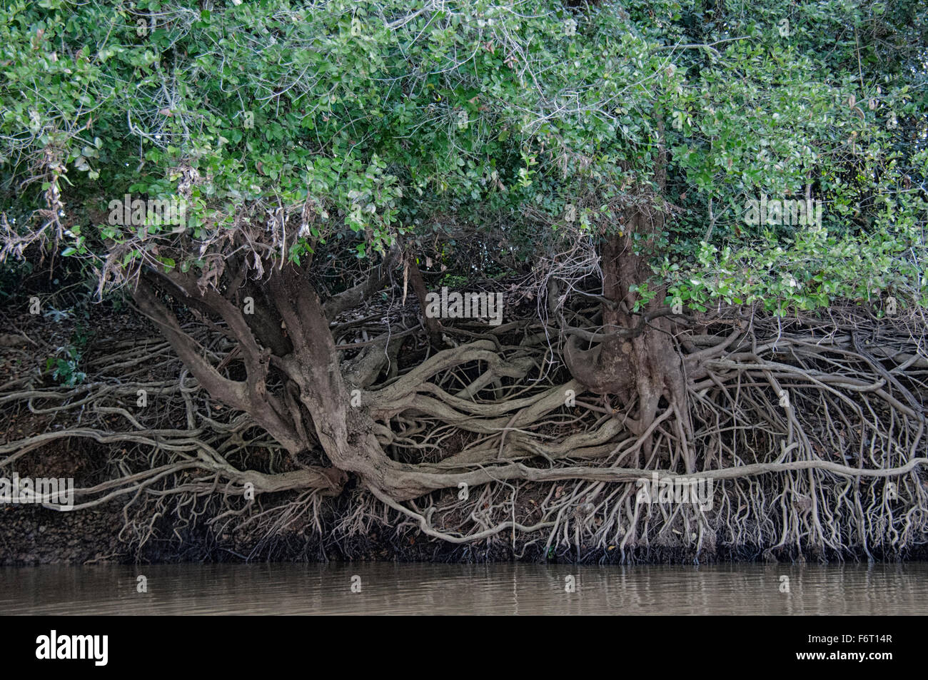 Pendant la saison sèche, le niveau de la rivière baisse, exposant les racines des arbres sur les berges des rivières dans le Pantanal, Mato Grosso, Brésil Banque D'Images