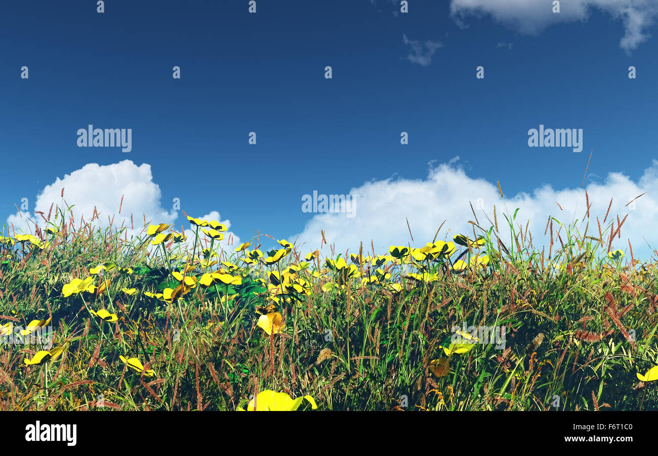 Paysage 3D avec domaine de renoncules et de l'herbe Banque D'Images