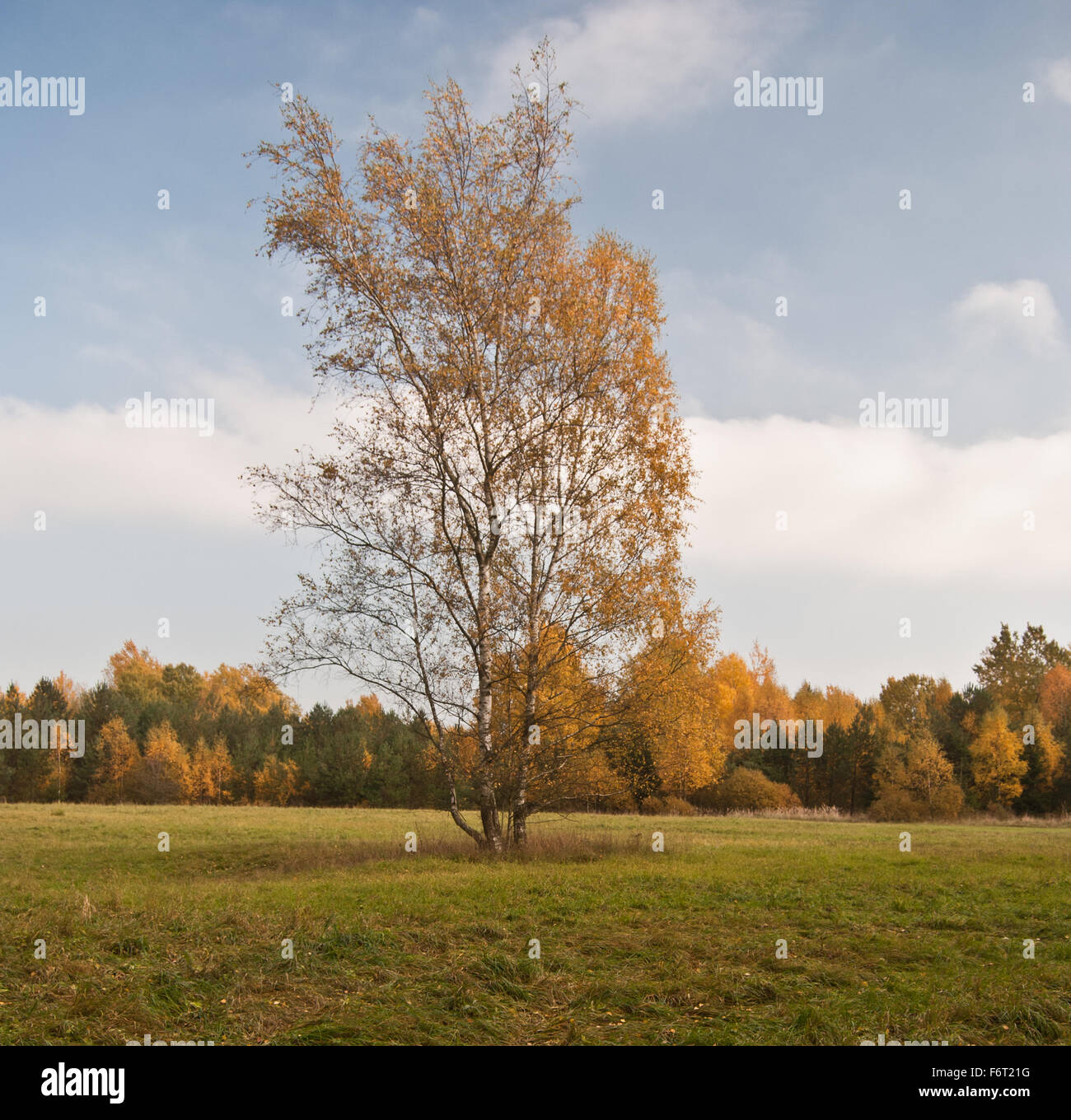 Bouleau isolé sur prairie avec des forêts colorées sur l'arrière-plan lors de nice journée d'automne près de Plauen en Saxe Banque D'Images