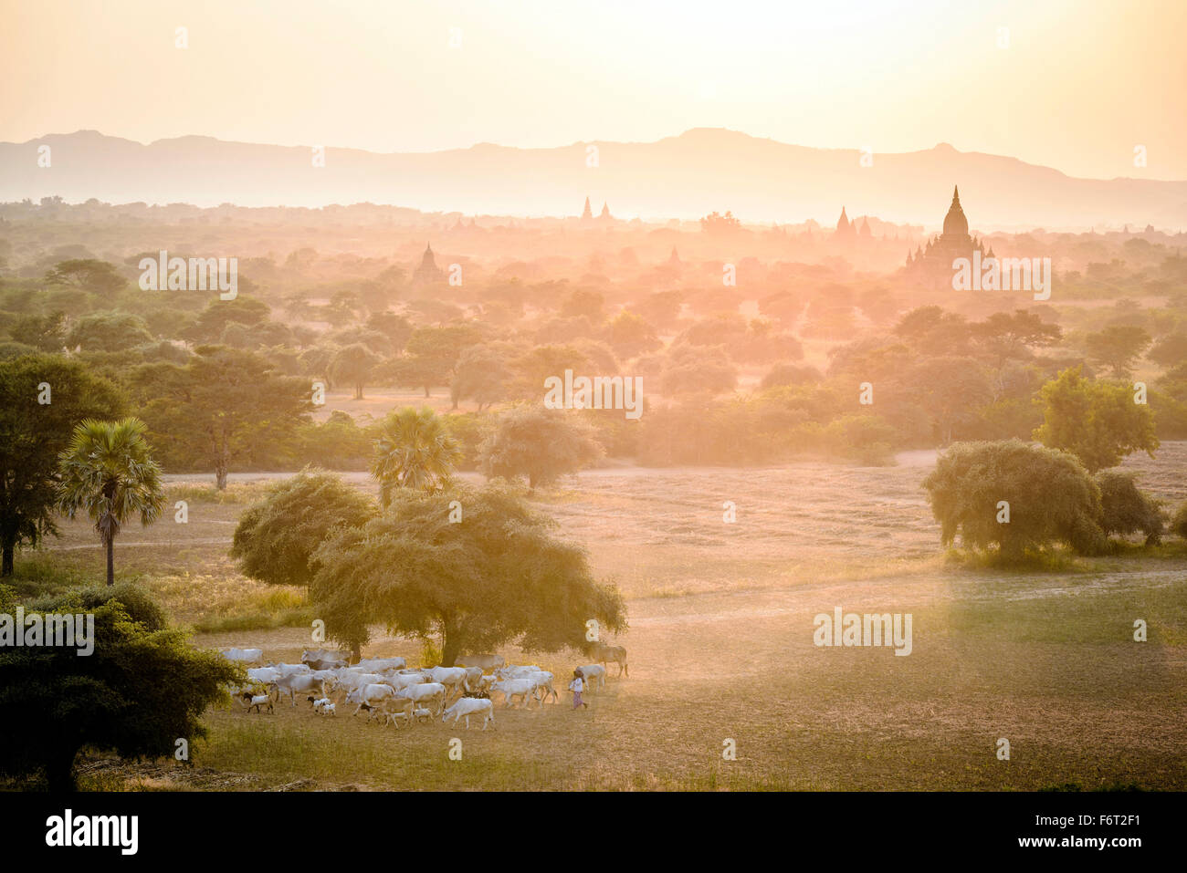 Des moutons paissant dans misty landscape Banque D'Images