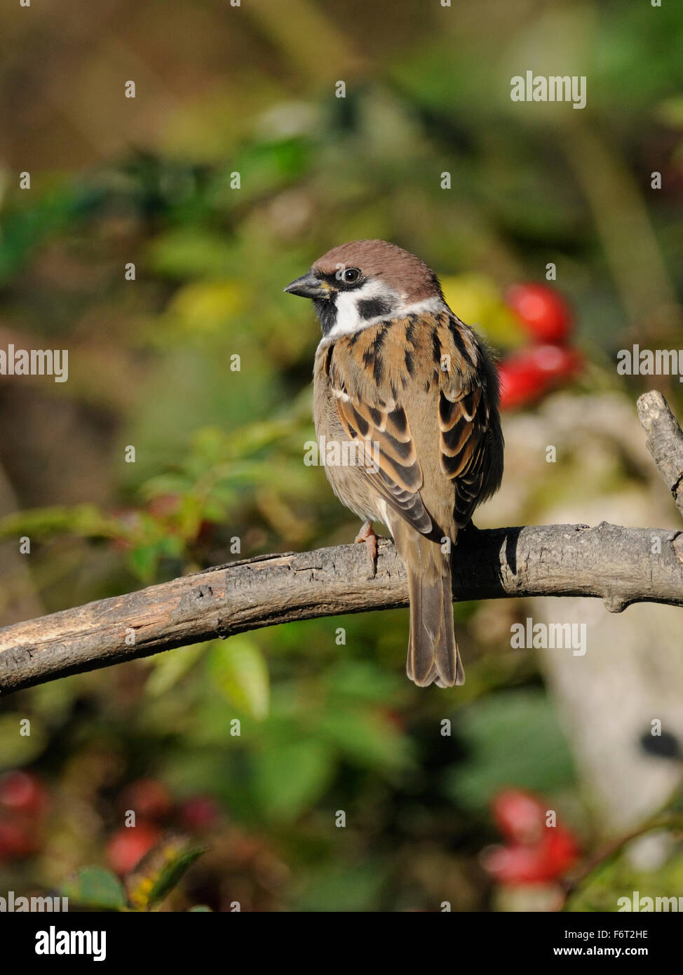 Un moineau friquet (passer montanus ) se percher sur un fond de baies d'aubépine Banque D'Images