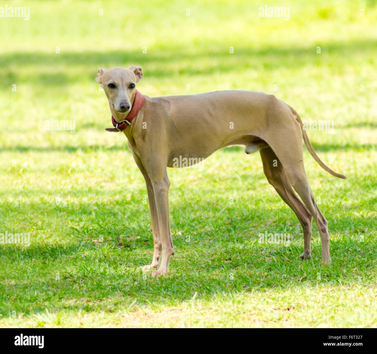 Un petit faon - Lévier italien marron chien debout sur la pelouse. Chiens gris sont très minces et ont une structure élancée faisant t Banque D'Images