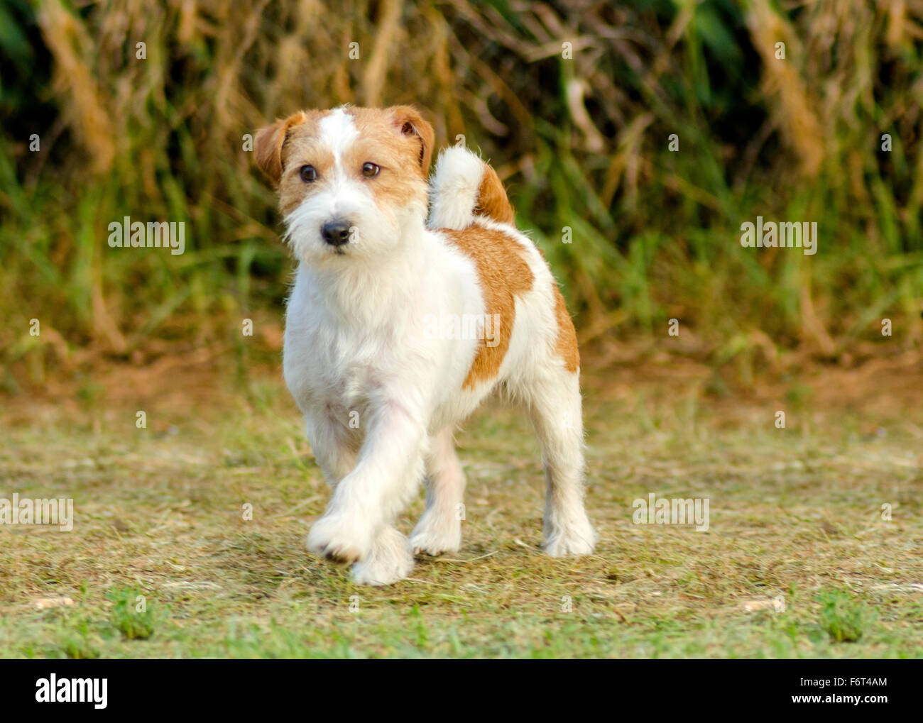 Un petit blanc et tan revêtement rugueux Jack Russell Terrier dog walking sur l'herbe, à la recherche heureux et fier. Elle est connu pour être Banque D'Images