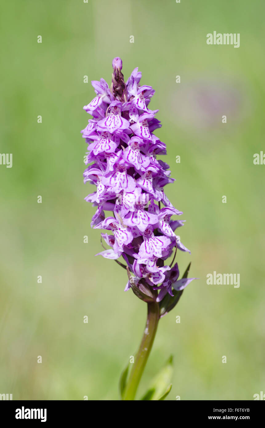 Marais du sud-ouest - Dactylorhiza praetermissa Banque D'Images