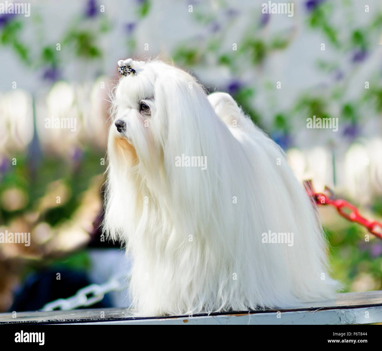 Vue d'un petit, jeune et belle avec chien maltais blanc manteau long  standing. Les chiens maltais ont des cheveux soyeux et sont hypo Photo  Stock - Alamy