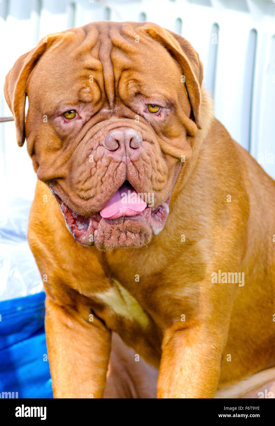 Un Gros Plan D Un Jeune Beau Brun Rougeatre Acajou Matin Napolitain Chien Assis Distinctif Pour Son Anneau Rides Photo Stock Alamy
