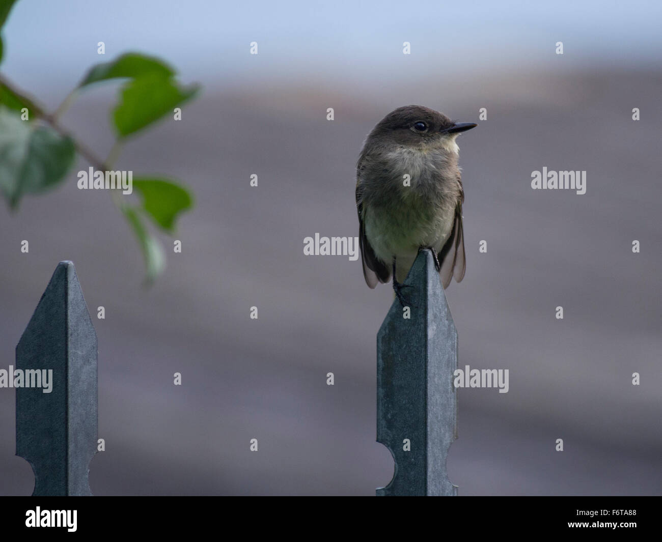 Northern Rough-winged Swallow Banque D'Images