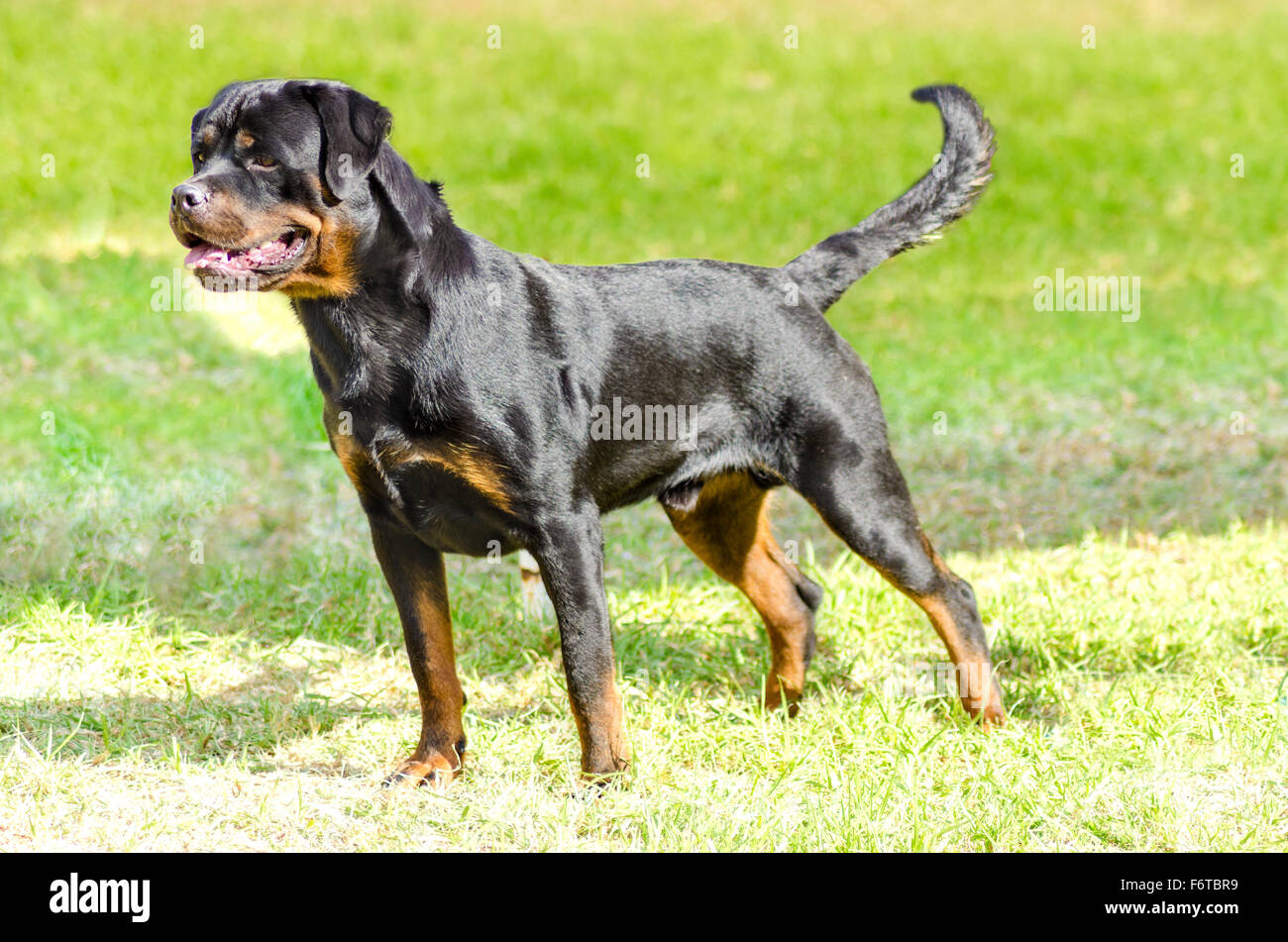 Un sain, robuste et fièrement à la queue de chien Rottweiler avec station debout sur l'herbe. Rotweillers sont bien connus pour être Banque D'Images