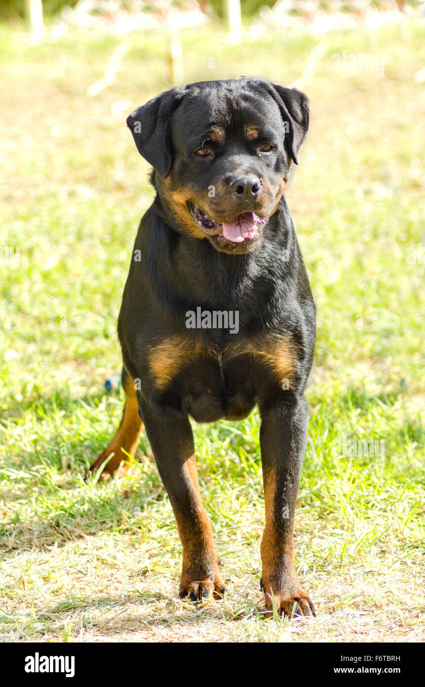 Un sain, robuste et fièrement à la queue de chien Rottweiler avec station debout sur l'herbe. Rotweillers sont bien connus pour être Banque D'Images