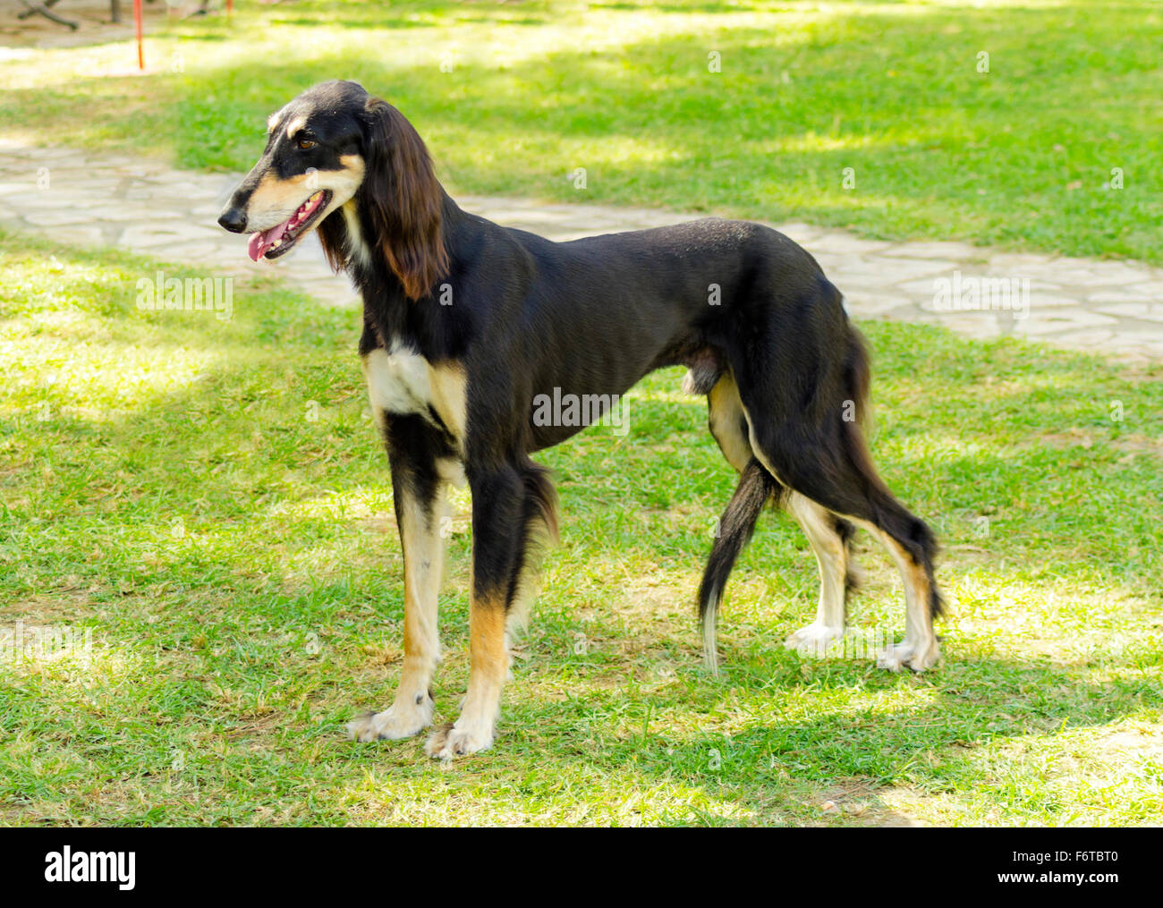 La vue latérale d'un beau gris foncé, noir et feu, Saluki debout sur la pelouse à la recherche heureux et joyeux. Grayh persan Banque D'Images