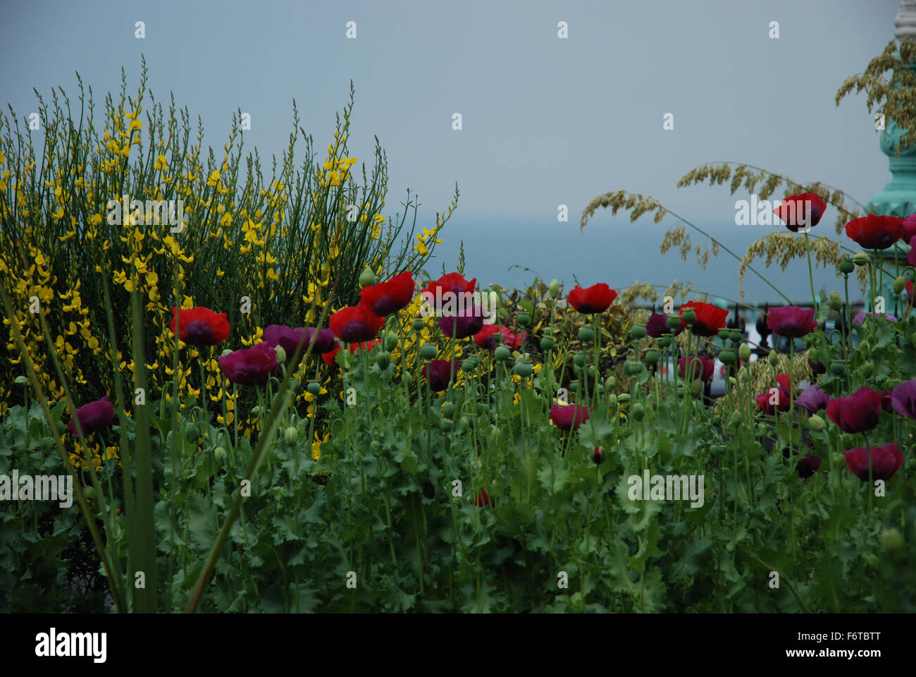 Pourpre et l'écarlate coquelicots avec la mer en arrière-plan Banque D'Images