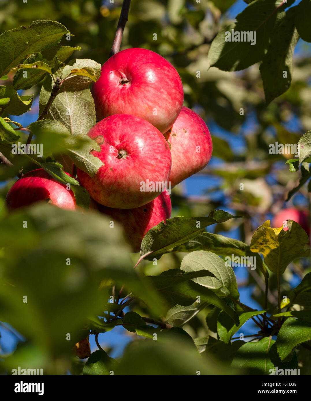 Pommes rouges bien mûrs, avec un peu de la tavelure. Un cluster de pommes rouges sur un arbre avec un verger abandonné peu montrant la maladie. Banque D'Images