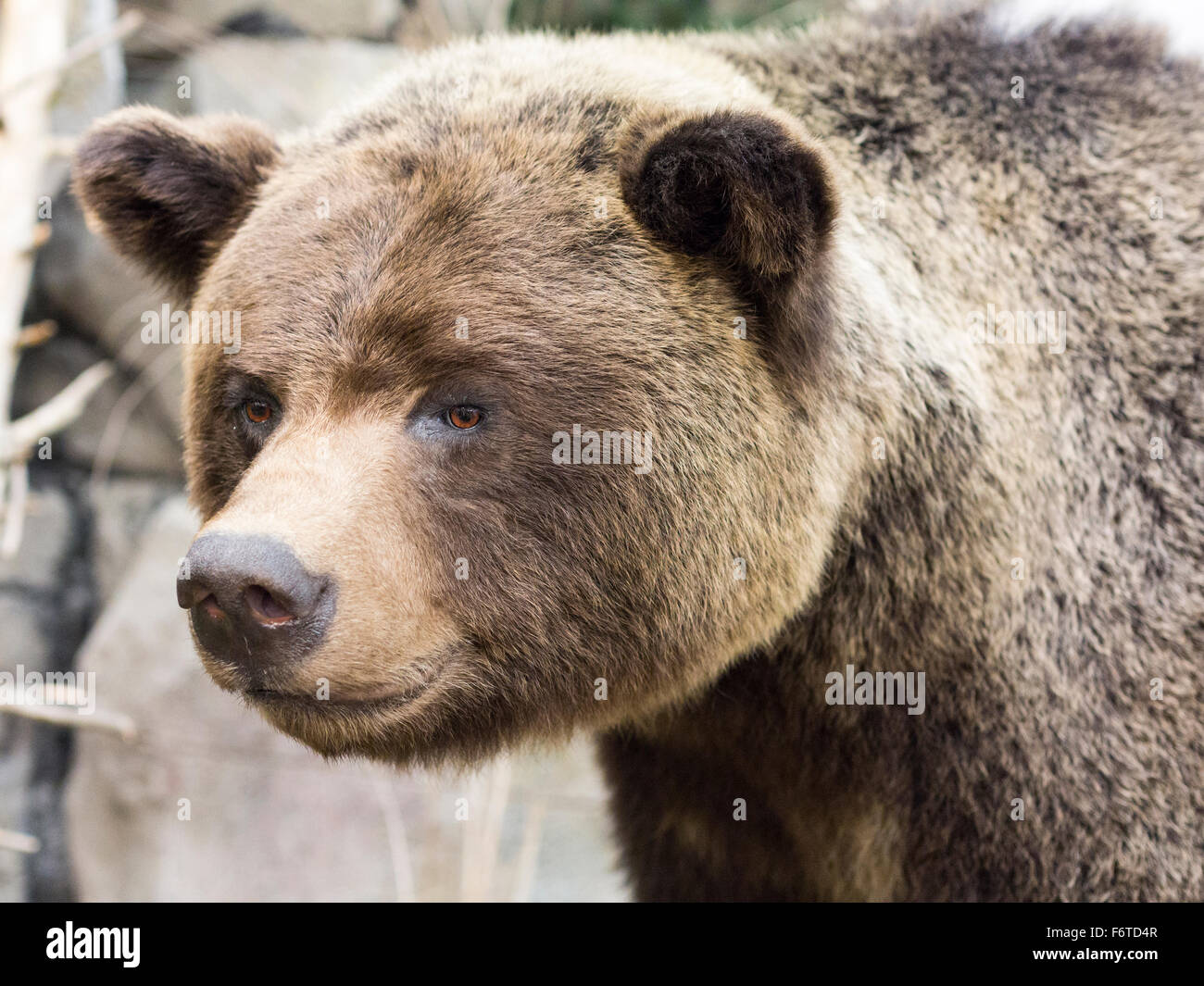 La tête de l'ours grizzli en peluche. Un ours brun en peluche monte la garde près de l'entrée d'un magasin à l'extérieur d'Edmonton. Banque D'Images