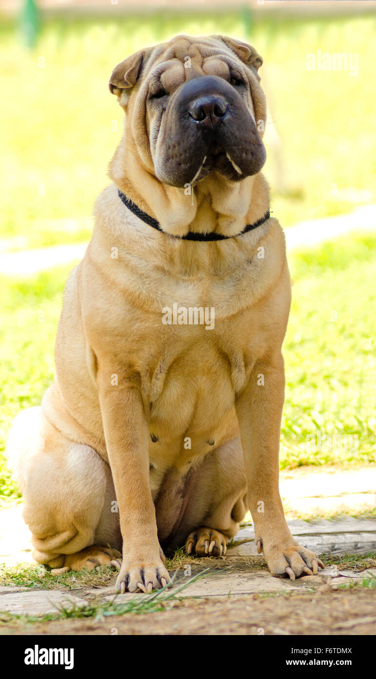 Une belle et jeune fauve rouge Chinese Shar Pei chien assis sur la pelouse, distinctif pour ses rides profondes et considéré pour être un ve Banque D'Images