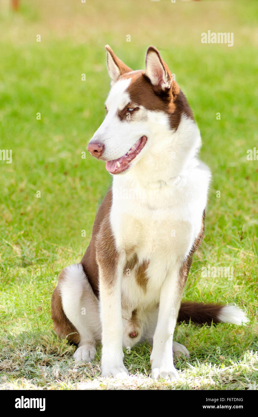Un Jeune Beautifu Cuivre Rouge Et Blanc Siberian Husky Chien