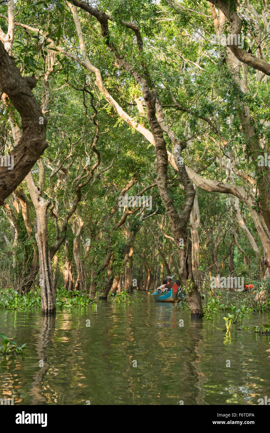 Mangove forêt de Kampong Phluk près de Siem Reap, Cambodge Banque D'Images
