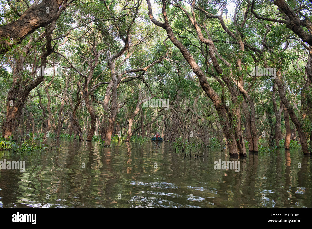 Mangove forêt de Kampong Phluk près de Siem Reap, Cambodge Banque D'Images