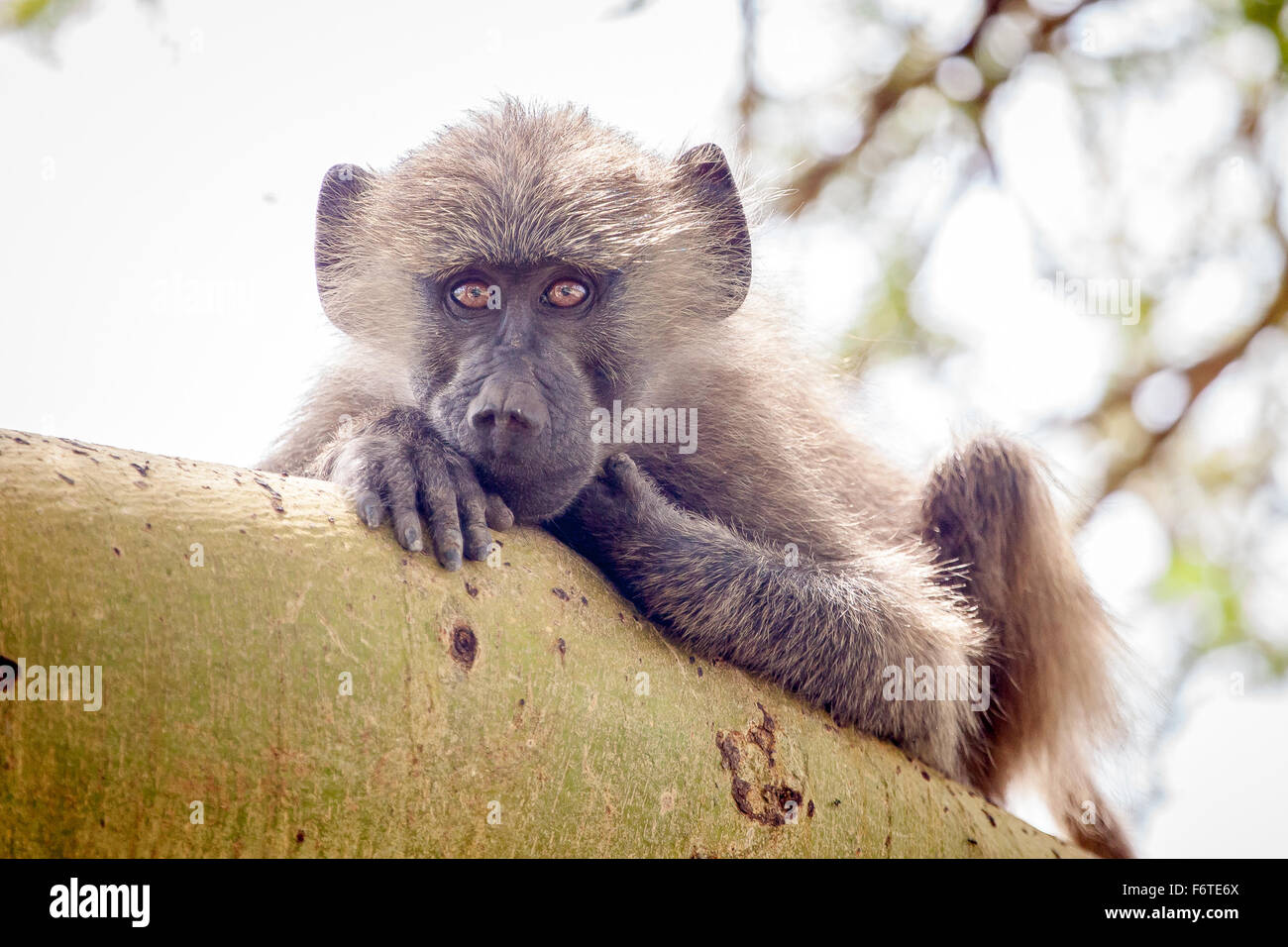 Un singe assis sur une branche et à la recherche, Lake Manyara National Park, la Tanzanie, l'Afrique de l'Est Banque D'Images