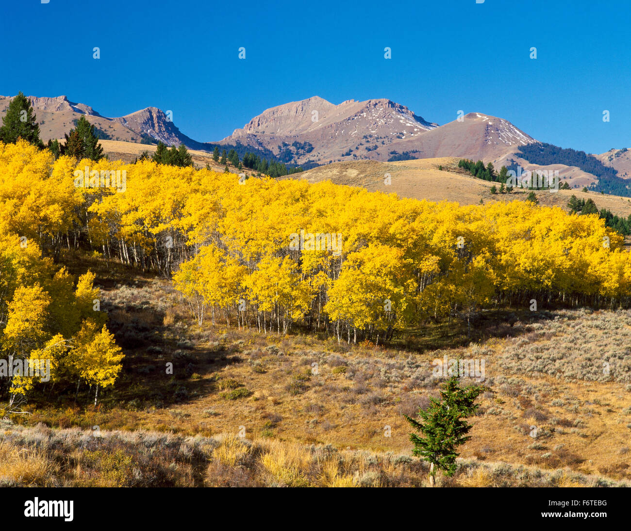 aspen en couleur d'automne sous les sommets rouges du conglomérat de la chaîne beaverhead près de monida, montana Banque D'Images