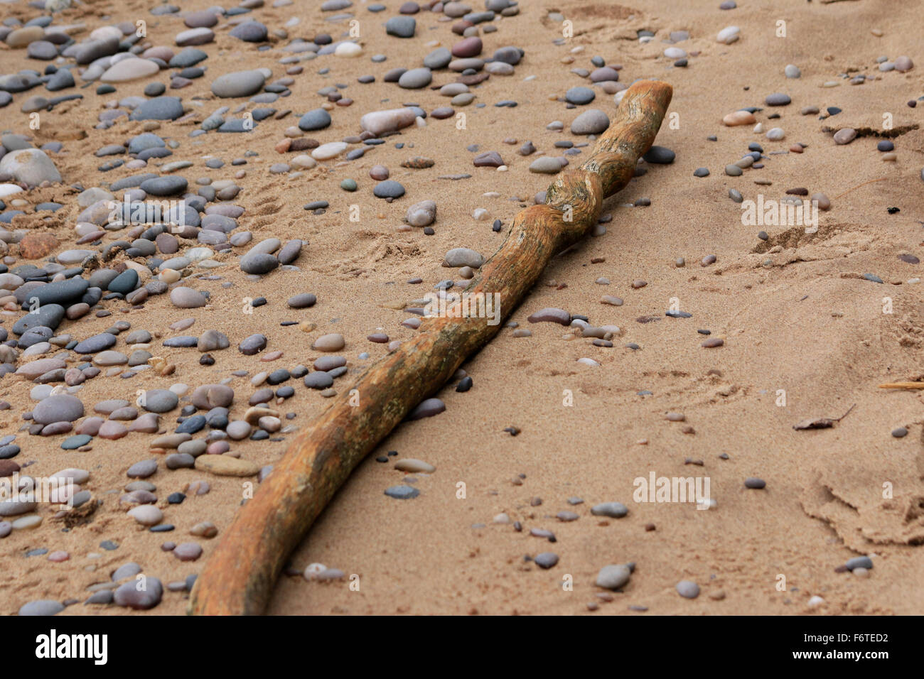 Grumes d'arbres sur la plage de Grand Island de la péninsule supérieure du Michigan Banque D'Images