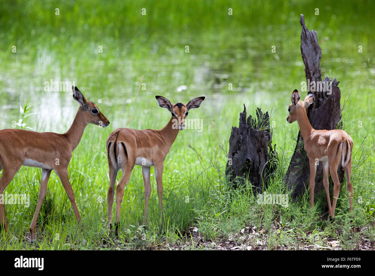 Un troupeau de femmes et jeunes impalas dans Nation Mosi-oa Tunya Park, Zambie, Afrique Banque D'Images