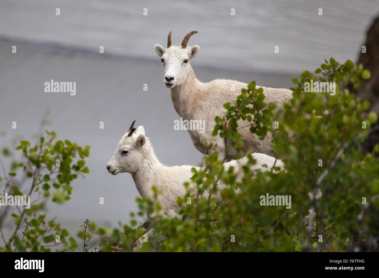 Sur la colline de la chèvre de montagne (Oreamnos americanus) le long de l'autoroute de Seward, Alaska Banque D'Images
