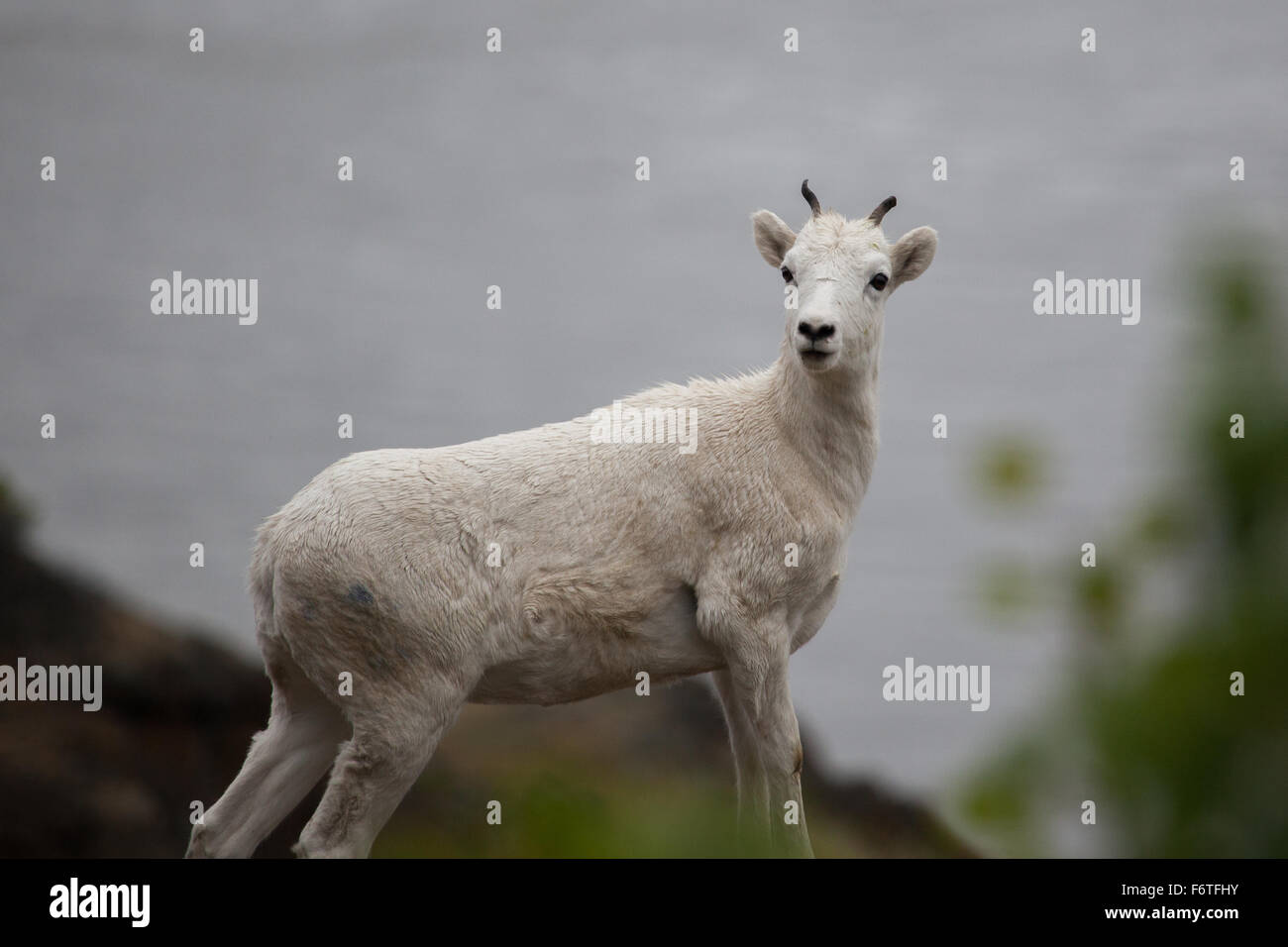 Sur la colline de la chèvre de montagne (Oreamnos americanus) le long de l'autoroute de Seward, Alaska Banque D'Images