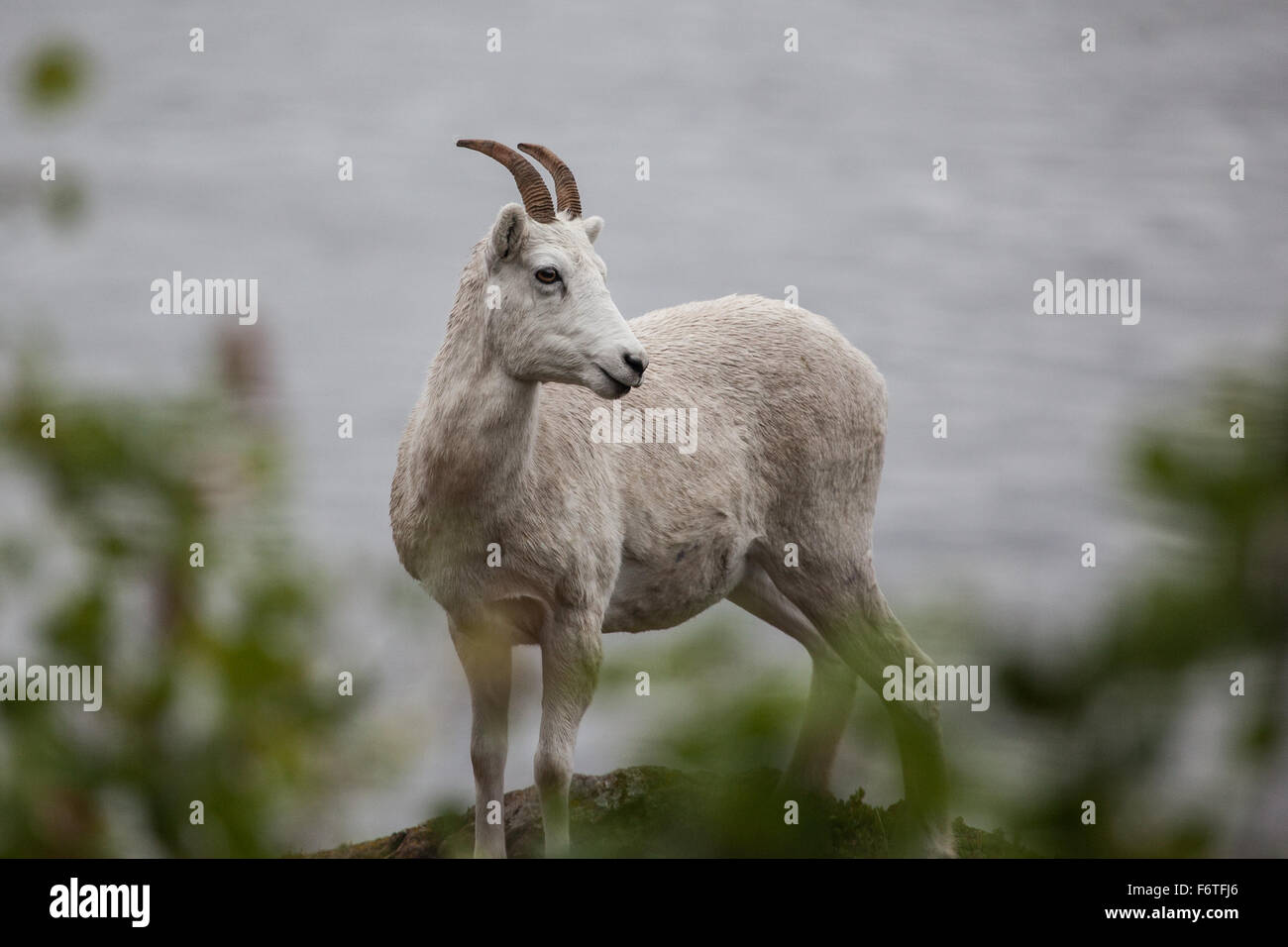 Sur la colline de la chèvre de montagne (Oreamnos americanus) le long de l'autoroute de Seward, Alaska Banque D'Images