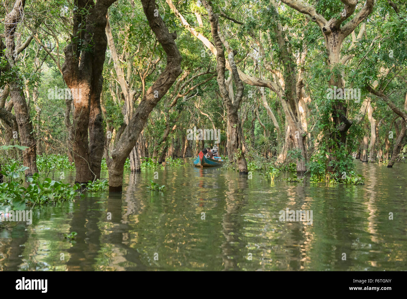 Mangove forêt de Kampong Phluk près de Siem Reap, Cambodge Banque D'Images