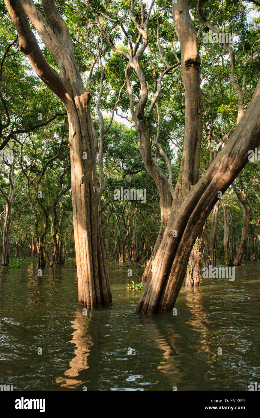 Mangove forêt de Kampong Phluk près de Siem Reap, Cambodge Banque D'Images