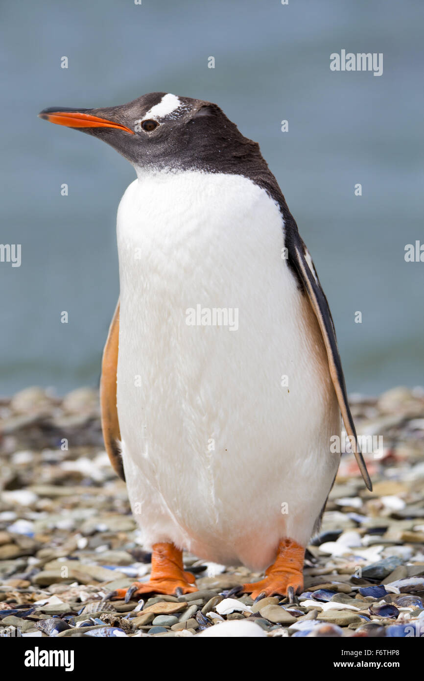 Gentoo pingouin sur plage de galets. Îles Falkland Banque D'Images