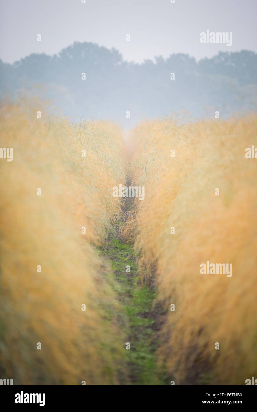 Champ d'asperges en automne à jour de pluie Banque D'Images