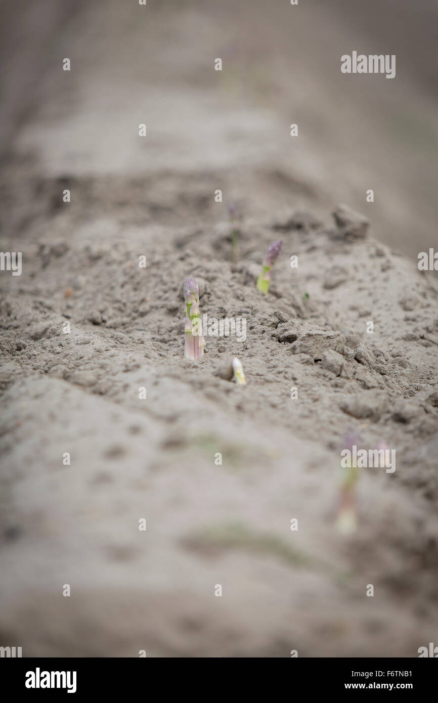 Champ d'asperges en mai Banque D'Images
