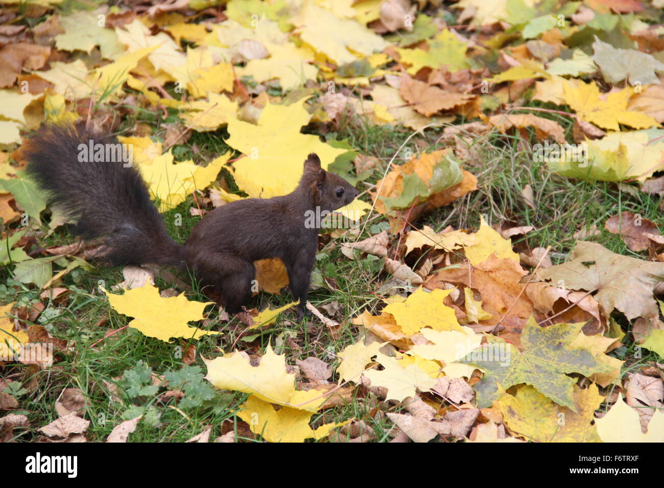 Un gris noir (Pâques) squirrel Banque D'Images