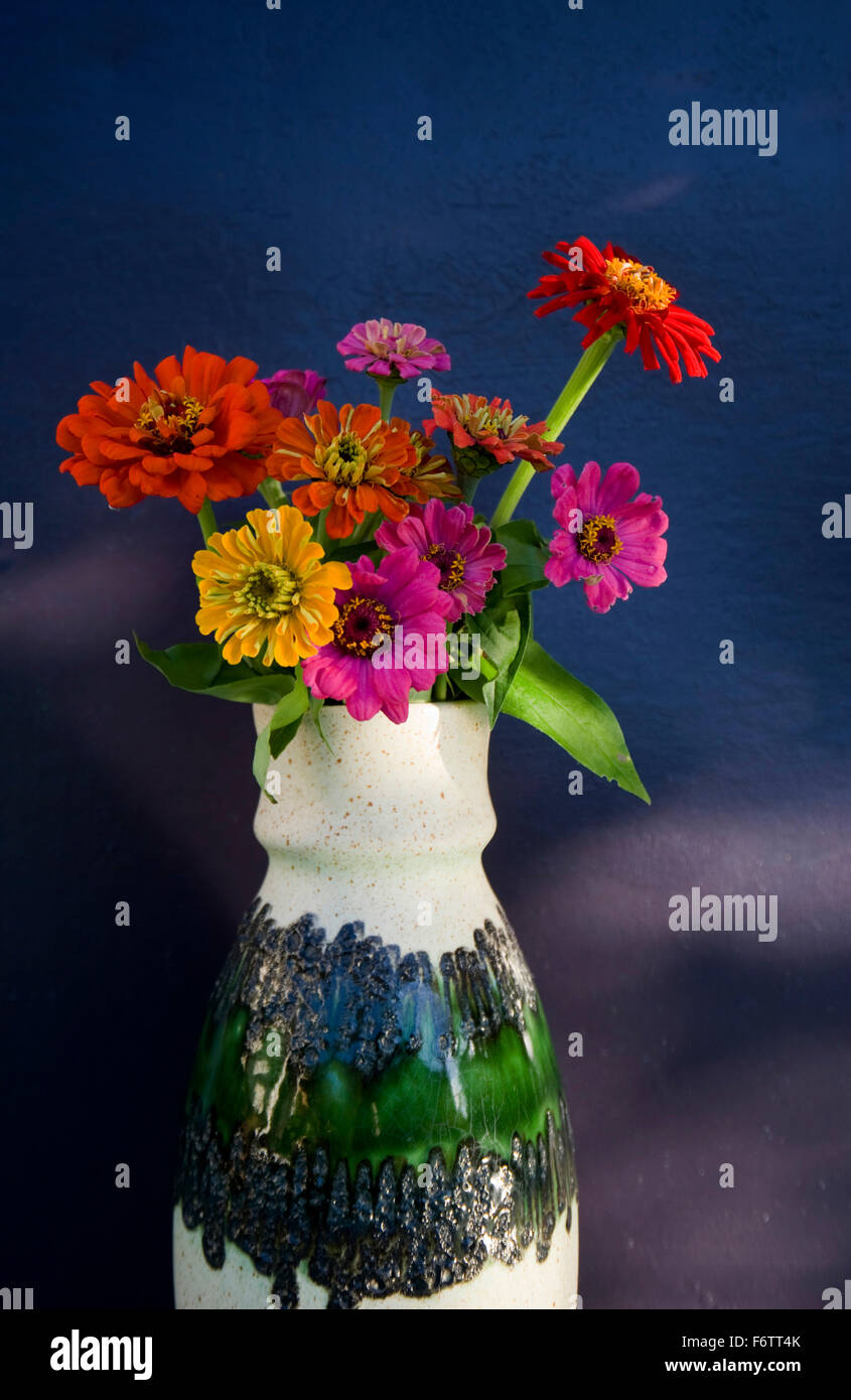 Vase avec fleurs zinnia commune en face de mur bleu foncé Banque D'Images