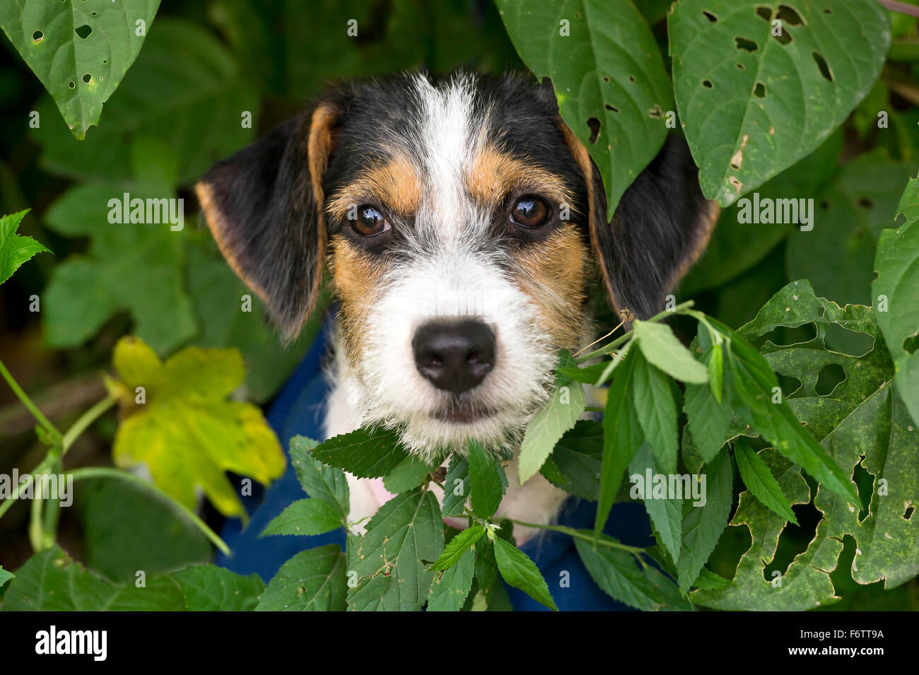 Cute Puppy est un mignon chiot avec grands yeux bruns avec son visage qui sort de derrière la forêt de feuilles. Banque D'Images