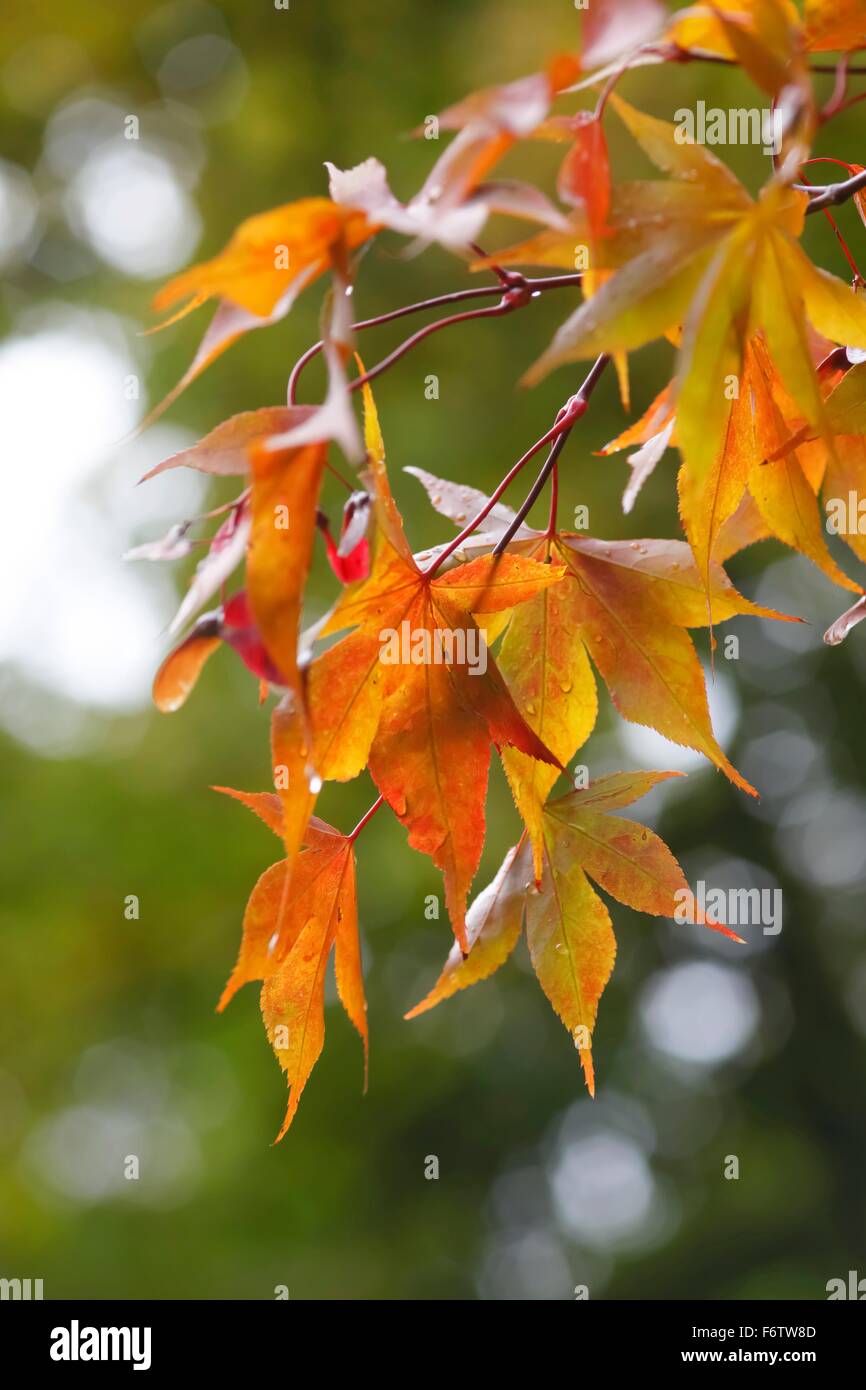 Twig avec les feuilles d'automne Banque D'Images