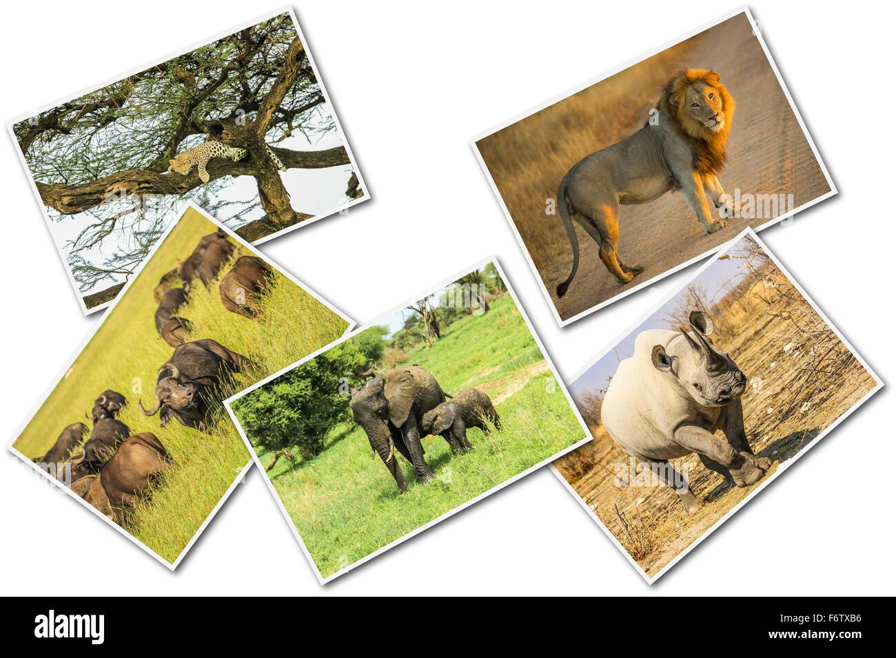 Animaux d'Afrique collage Banque D'Images