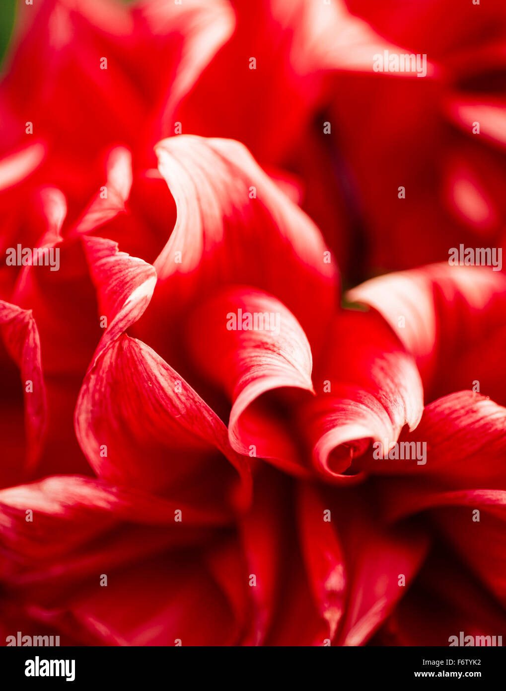 Rouge-blanc dahlia, close-up Banque D'Images