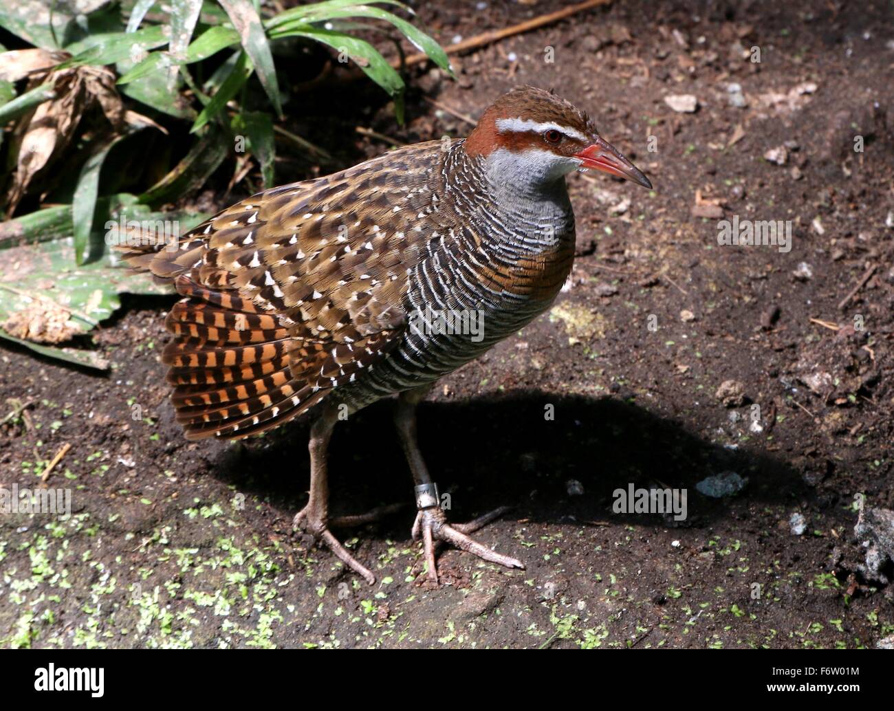 Australasian Buff-banded rail ou rail bagués (Gallirallus philippensis) originaire des Philippines à l'Australie et la Nouvelle-Zélande Banque D'Images