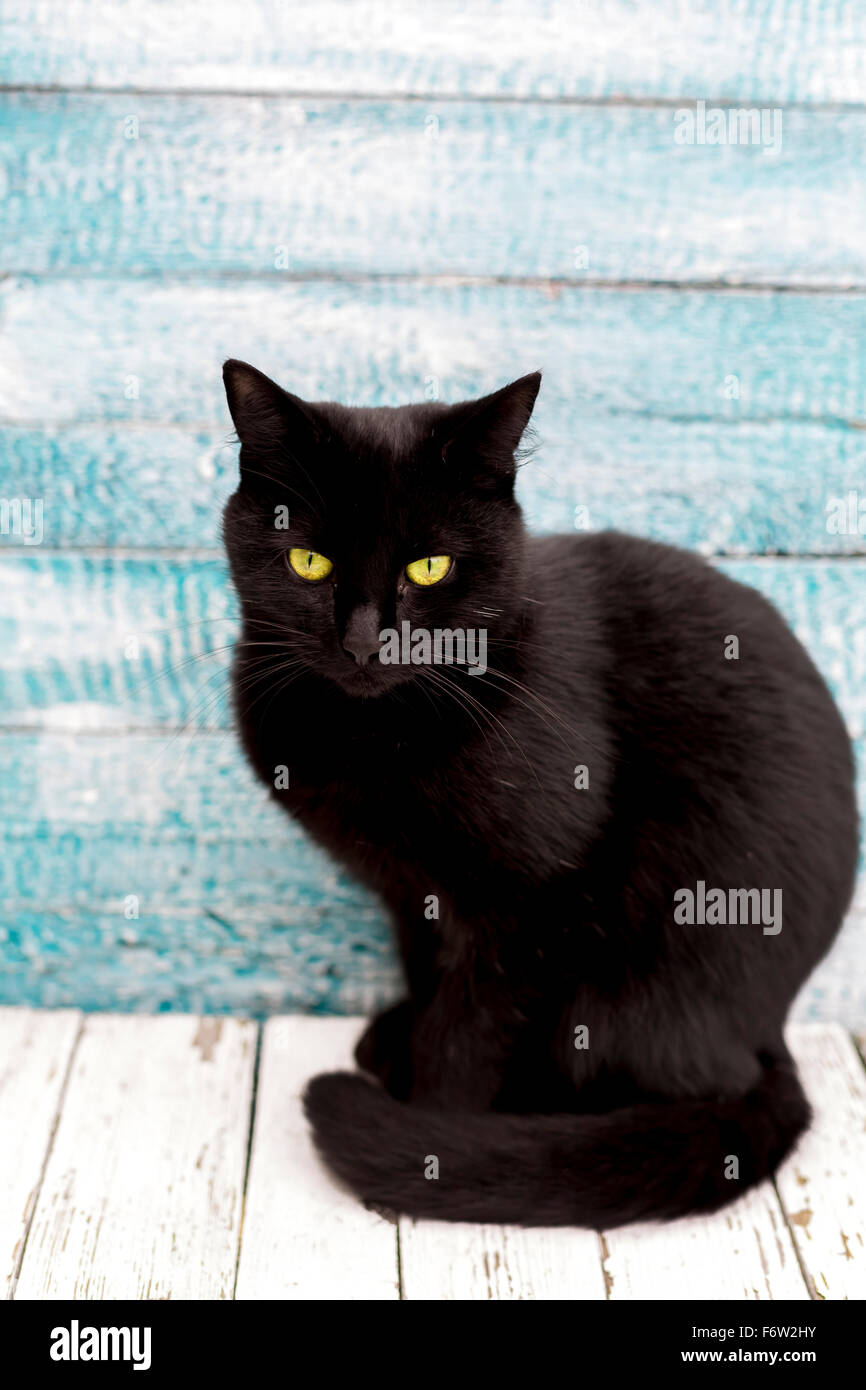Portrait de chat noir assis en face de mur en bois Banque D'Images