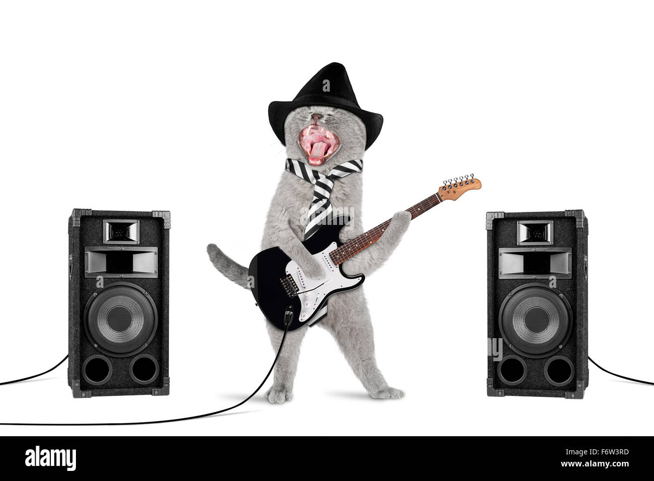 Funny cat rock star avec guitare et haut-parleurs sur fond blanc Banque D'Images