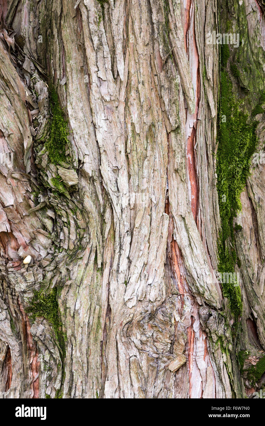 La texture formée par le gros plan de l'écorce d'un vieil arbre Banque D'Images