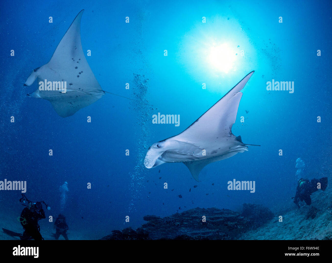 Station de nettoyage dans les Maldives avec 2 raies manta et divers Banque D'Images